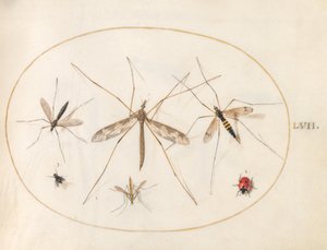 Placa 57: Una mariquita, una mosca y otros cuatro insectos de Joris Hoefnagel