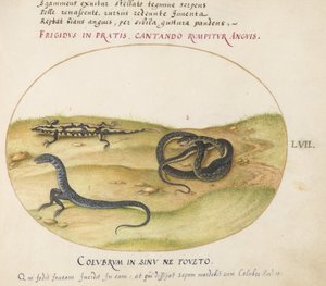Placa 57: Una serpiente, una salamandra de fuego y una criatura parecida a una serpiente con dos patas de Joris Hoefnagel
