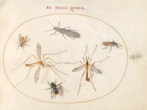 Placa 58: Una abeja y otros cinco insectos