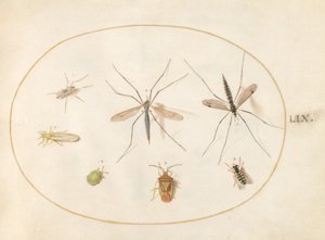 Placa 59: Siete insectos, incluyendo un escudo de espino, moscas grulla y una mosca flotante de Joris Hoefnagel