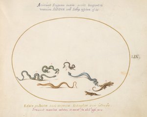 Placa 59: Serpientes y un lagarto de Joris Hoefnagel