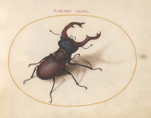 Lámina 5: ciervo volante de Joris Hoefnagel