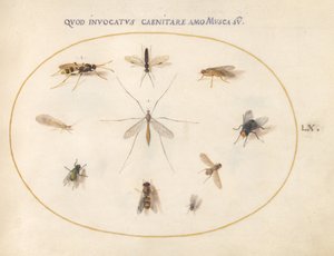 Placa 60: Moscas y Otros Insectos de Joris Hoefnagel