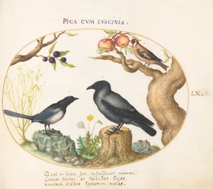 Plato 60: Urraca, cuervo y jilguero de Joris Hoefnagel
