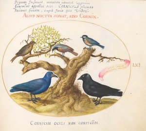 Tafel 61: Blaue Krähe (?), Dohle, Meise und andere Vögel