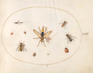 Placa 62: Diez insectos de Joris Hoefnagel