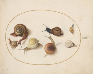 Lámina 63: siete caracoles de Joris Hoefnagel