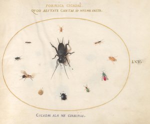 Placa 65: Un grillo rodeado de insectos