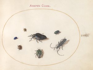 Placa 66: Dos escarabajos de aceite, un escarabajo de cuernos largos y otros cuatro insectos de Joris Hoefnagel