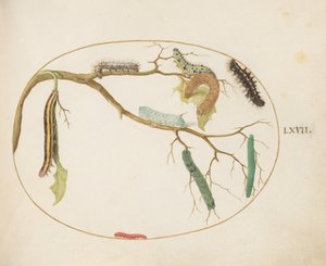 Placa 67: Orugas de mariposa blanca grande y pequeña, oruga de gusano cornudo, oruga de polilla de escoba y otras de Joris Hoefnagel