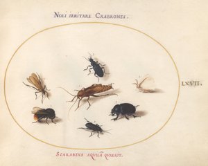 Placa 67: Siete insectos, incluyendo una mariposa blanca y una abeja de Joris Hoefnagel