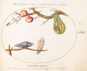 Plato 67: Dos palomas bajo una calabaza y manzanas de Joris Hoefnagel
