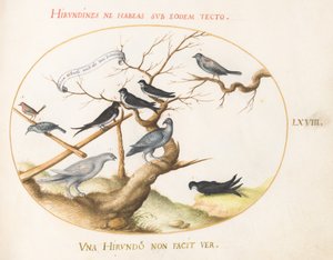 Placa 68: Un lagópodo, golondrinas y otros pájaros de Joris Hoefnagel