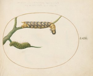 Placa 69: Oruga de Polilla Emperador con una Segunda Oruga en una Rama