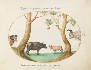 Placa 6: Una variedad de bueyes con un carnero y un búfalo de agua(?) junto a un plátano