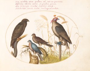 Placa 6: Cuatro aves de presa, incluyendo un gavilán(?) de Joris Hoefnagel