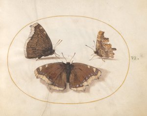 Lámina 6: Dos vistas de una mariposa de luto (Belleza de Camberwell) con una mariposa coma de Joris Hoefnagel