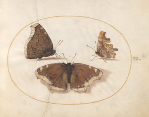  de Joris Hoefnagel
