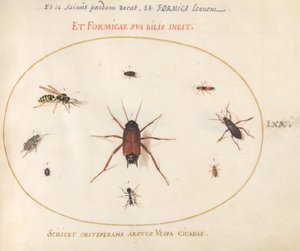 Placa 70: Un rutilo rodeado de insectos de Joris Hoefnagel