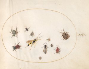 Placa 72: Chinche de escudo, chinche de canela, avispa y otros insectos de Joris Hoefnagel