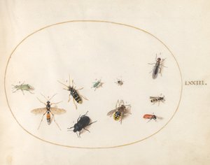 Placa 73: Diez Insectos de Joris Hoefnagel