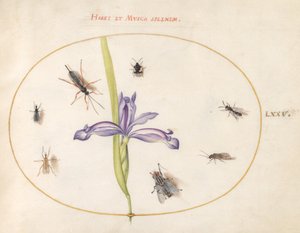 Lámina 75: Una Mosca y Otros Insectos con un Iris de Joris Hoefnagel