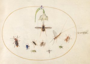 Lámina 77: bombilio moteado con una flor blanca, una efímera, un gorgojo azul y otros insectos de Joris Hoefnagel