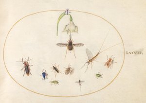 Placa 77: Polilla Colibrí con una Flor Blanca, Gorgojos Azules y Verdes, y Otros Insectos de Joris Hoefnagel