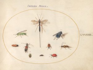 Placa 78: Diez insectos, incluyendo una mosca azul de Joris Hoefnagel