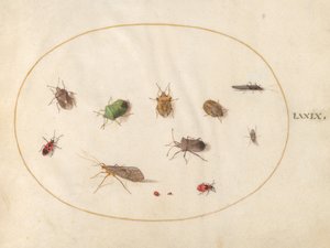 Placa 79: Doce Insectos, Incluyendo Chinches de Joris Hoefnagel