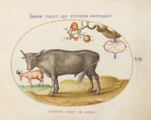 Placa 7: Un Toro y un Animal con Cuernos