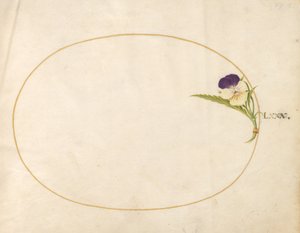 Plato 80: Viola púrpura y amarilla de Joris Hoefnagel