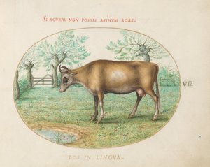 Placa 8: Una vaca de Joris Hoefnagel