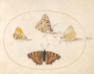 Placa 8: Mariposa de Punta Naranja, Dama Pintada, Blanca Pequeña del Sur y Mariposa de Caparazón Pequeña de Joris Hoefnagel