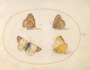  de Joris Hoefnagel