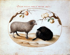 Carnero, oveja negra y dos ramas de manzano, siglo XVI