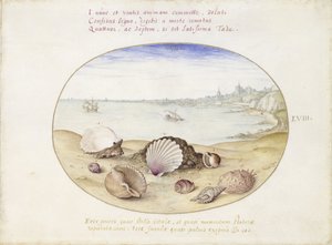 Conchas marinas y vista de Cádiz de Joris Hoefnagel