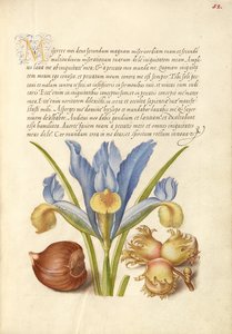 Castaño español, lirio inglés y avellano europeo de Joris Hoefnagel