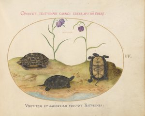 Tortuga, c.1575-80