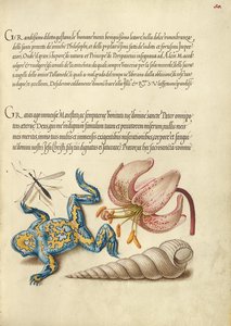 Mosquito de agua, lirio martagón, sapo de vientre amarillo y concha roscada europea