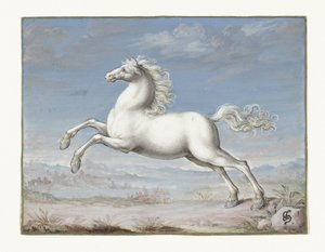 Caballo blanco de Joris Hoefnagel