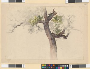 Estudio de un árbol de Josef Kriehuber