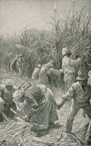 Negro Trabajando en una Plantación de Caña de Azúcar en Jamaica de Joseph (after) Finnemore