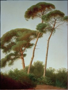 Pinos