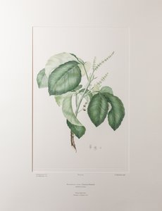 Allophyllus cobbe (Sapindaceae) - Lámina 365, Banks