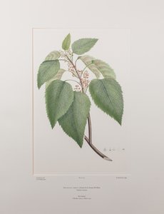 Aristotelia serrata (Elaeocarpaceae) - Lámina 419, Banks