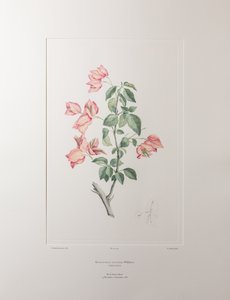 Bouganvillea spectabilis (Nyctaginaceae) - Lámina 355, Banks