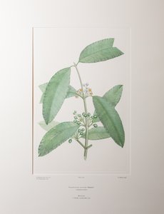 Calophyllum soulattri (Guttiferae) - Lámina 362, Banks