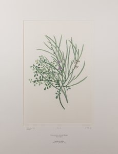 Carmichaelia solandri (Leguminosae) - Lámina 429, Florilegio de Banks, c.1771-84 (grabado en cobre sobre papel)