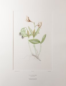 Cattleya forbesii (Orchidaceae) - Lámina 358, Banks